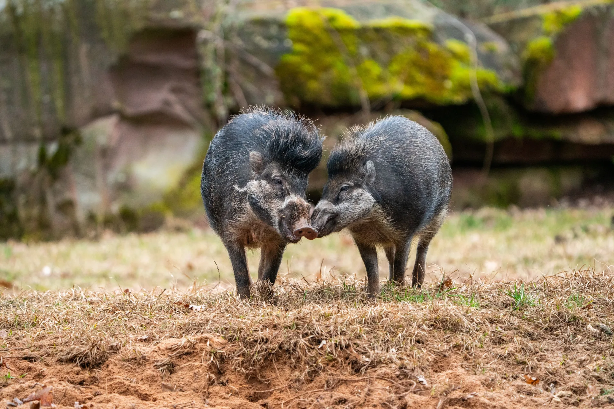 Salamander, Delfine, wilde Pferde: Nürnbergs Tiergarten kämpft für das Überleben bedrohter Arten!