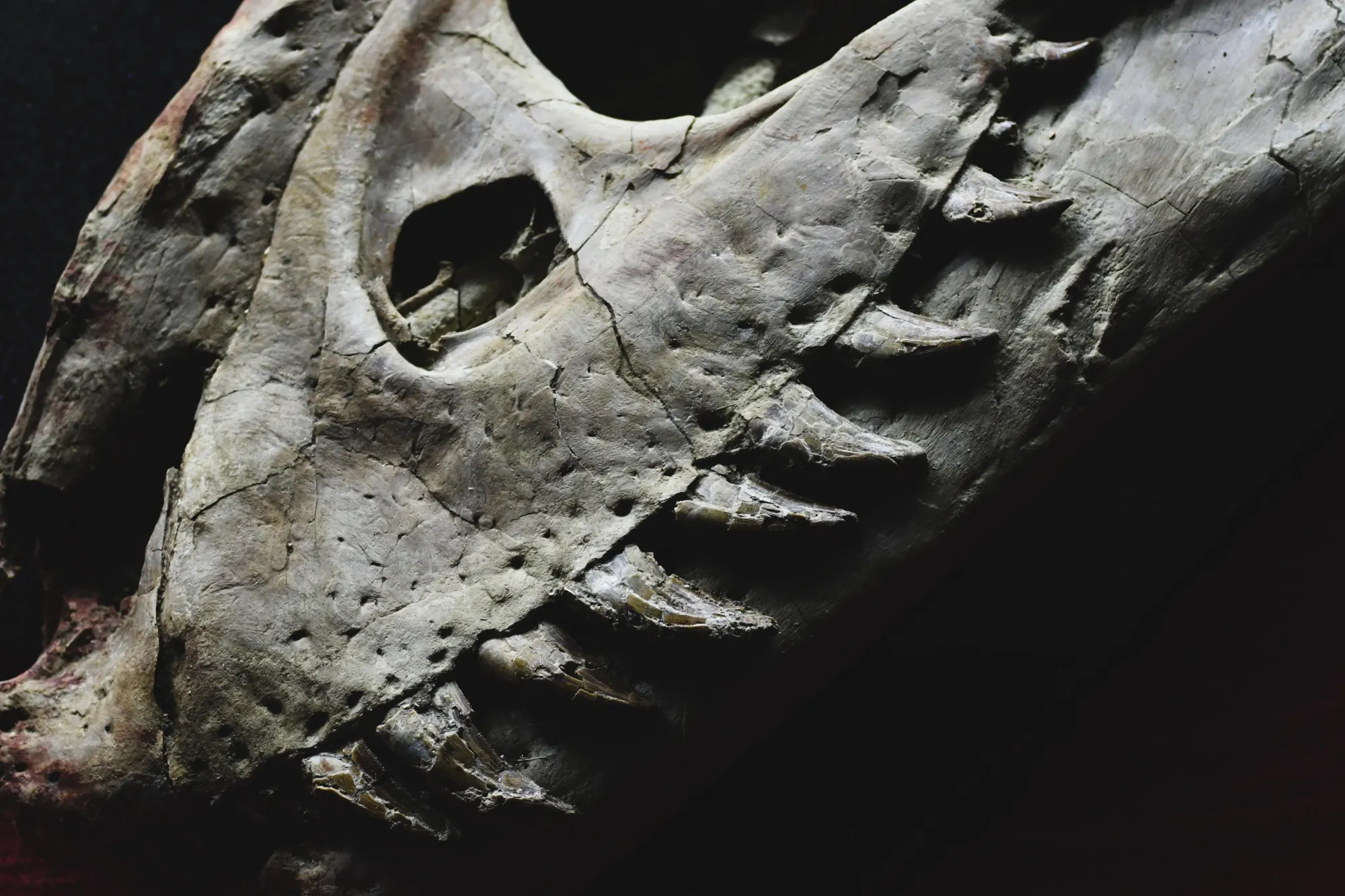 65 Millionen Jahre alter Triceratops-Schädel reist nach China
