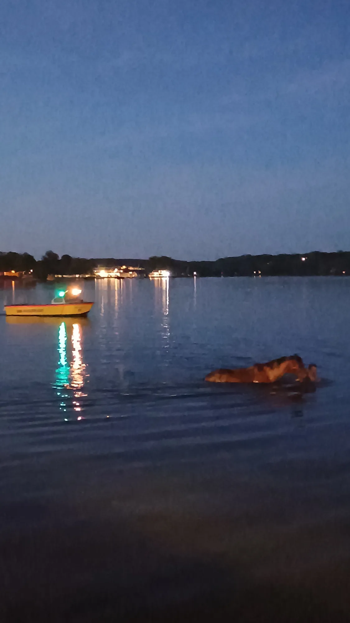 Pferd plumpst in den Starnberger See
