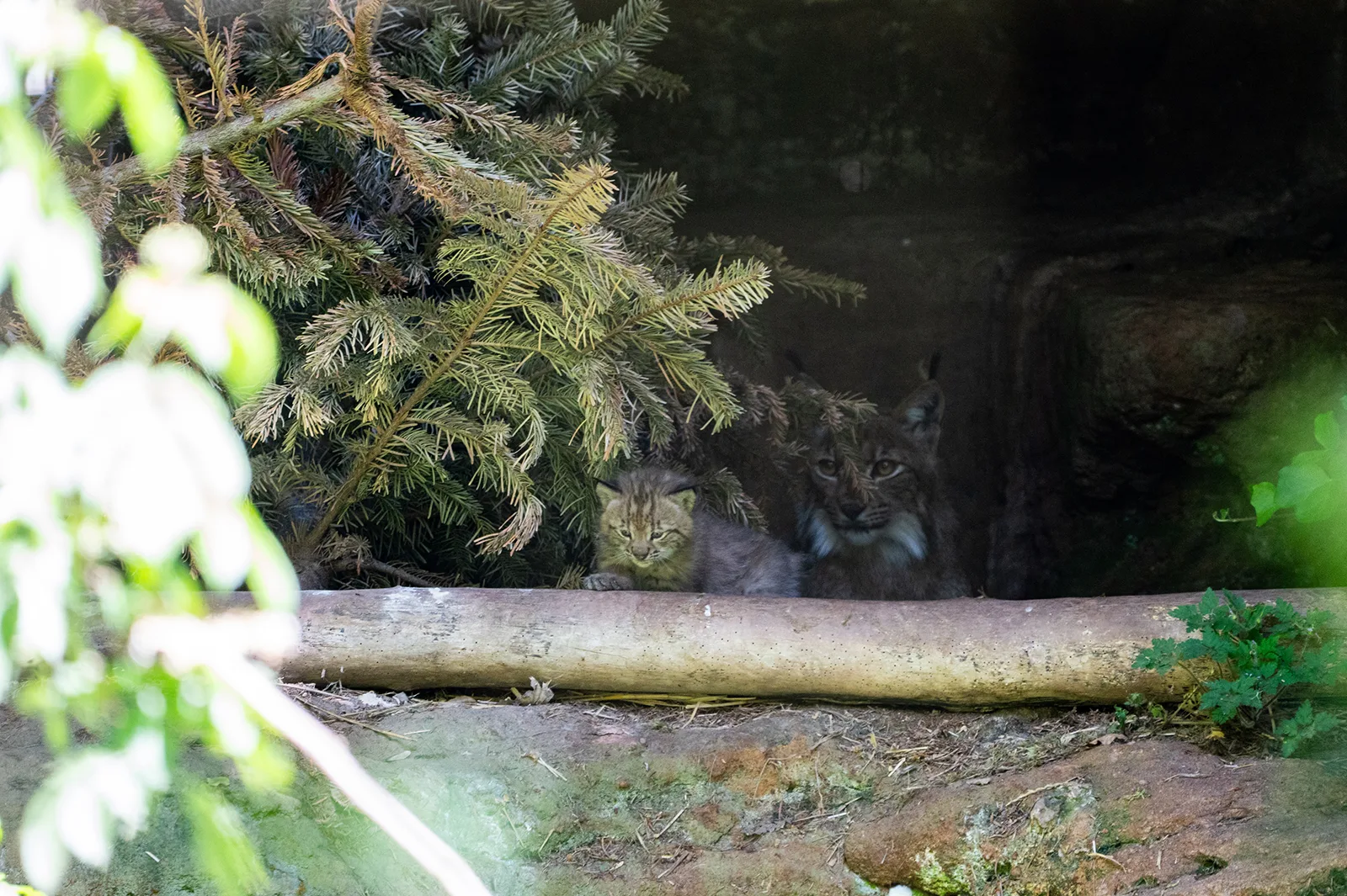 Nachwuchs bei den Luchsen im Nürnberger Tiergarten