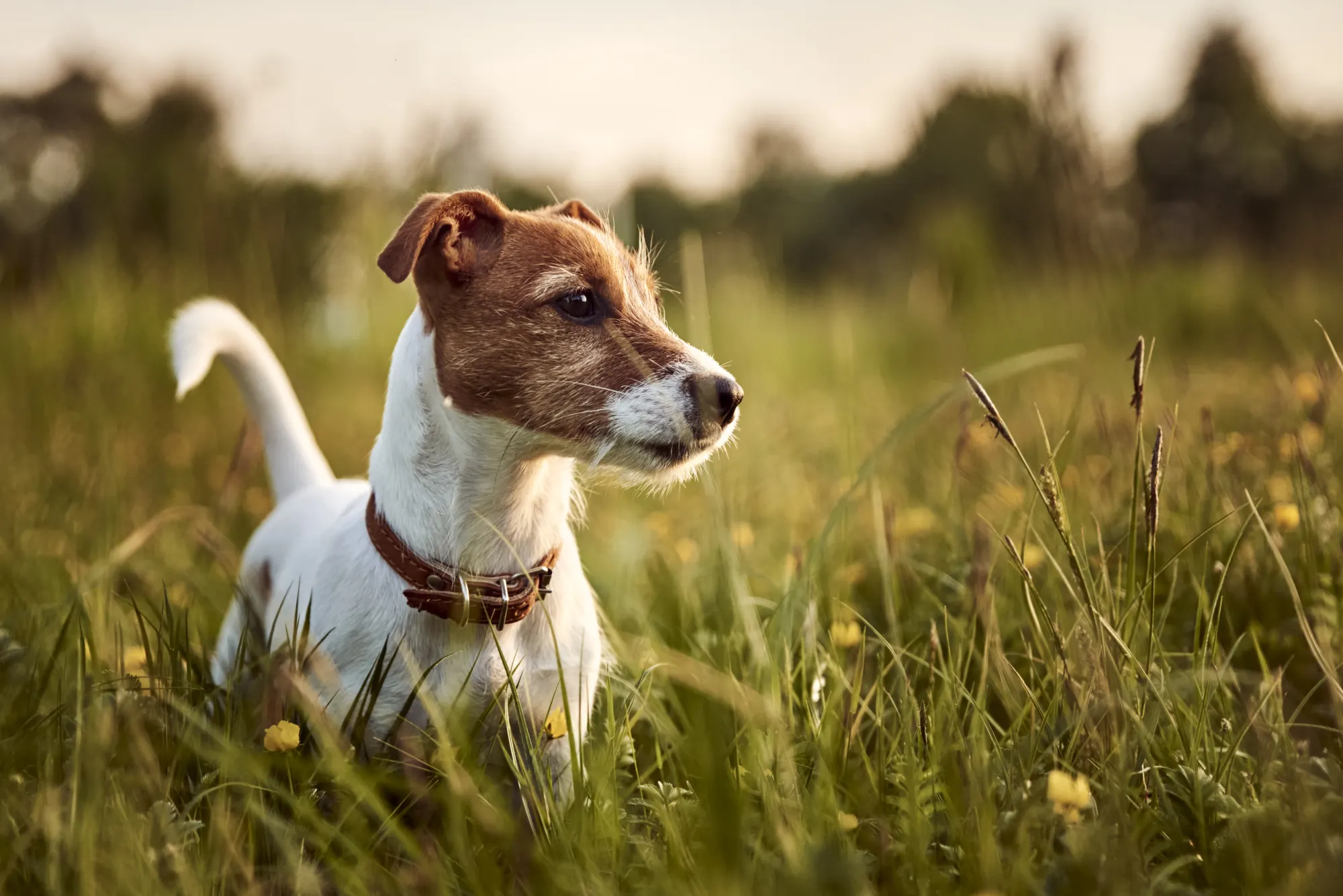Hund an Autobahnparkplatz angebunden und allein gelassen