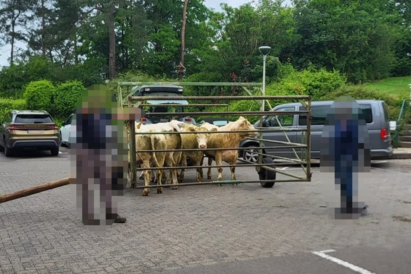 Acht Kühe spazieren durch Krankenhaus bis in den zweiten Stock