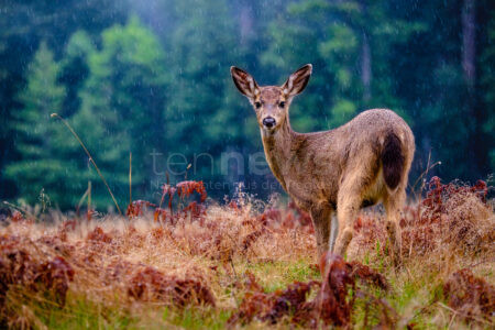 🦌 DAITING - Doppel-Wildunfall am Donnerstag (12.09.2025) um 5:55 Uhr! 19-Jähriger erfasst zwei Rehe parallel - 3.000 Euro Schaden! 🚗