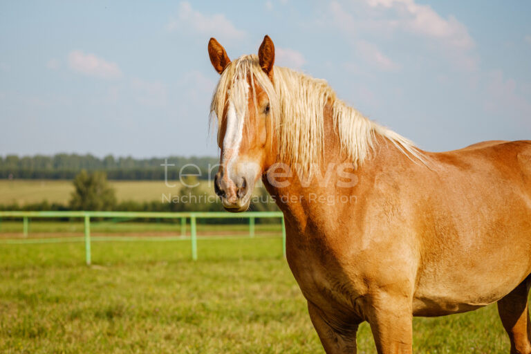 🚨 NEUSÄß – Mehrere Pferde laufen auf der B300 umher. Dank mutiger Passanten konnte ein Unfall verhindert werden. Polizei bedankt sich! 🐴🚗❌