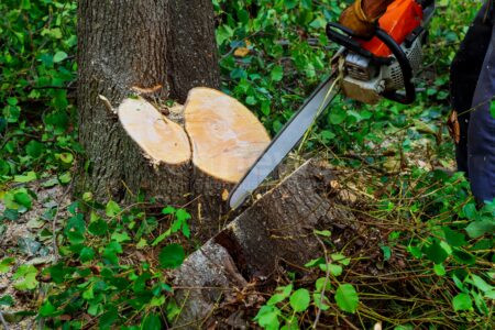 HANNBERG - 🌳 15 Obstbäume zwischen Montag und Sonntag (17.08.2025) abgesägt! 3.000 Euro Schaden - Polizei bittet um Hinweise aus der Bevölkerung! 🪓