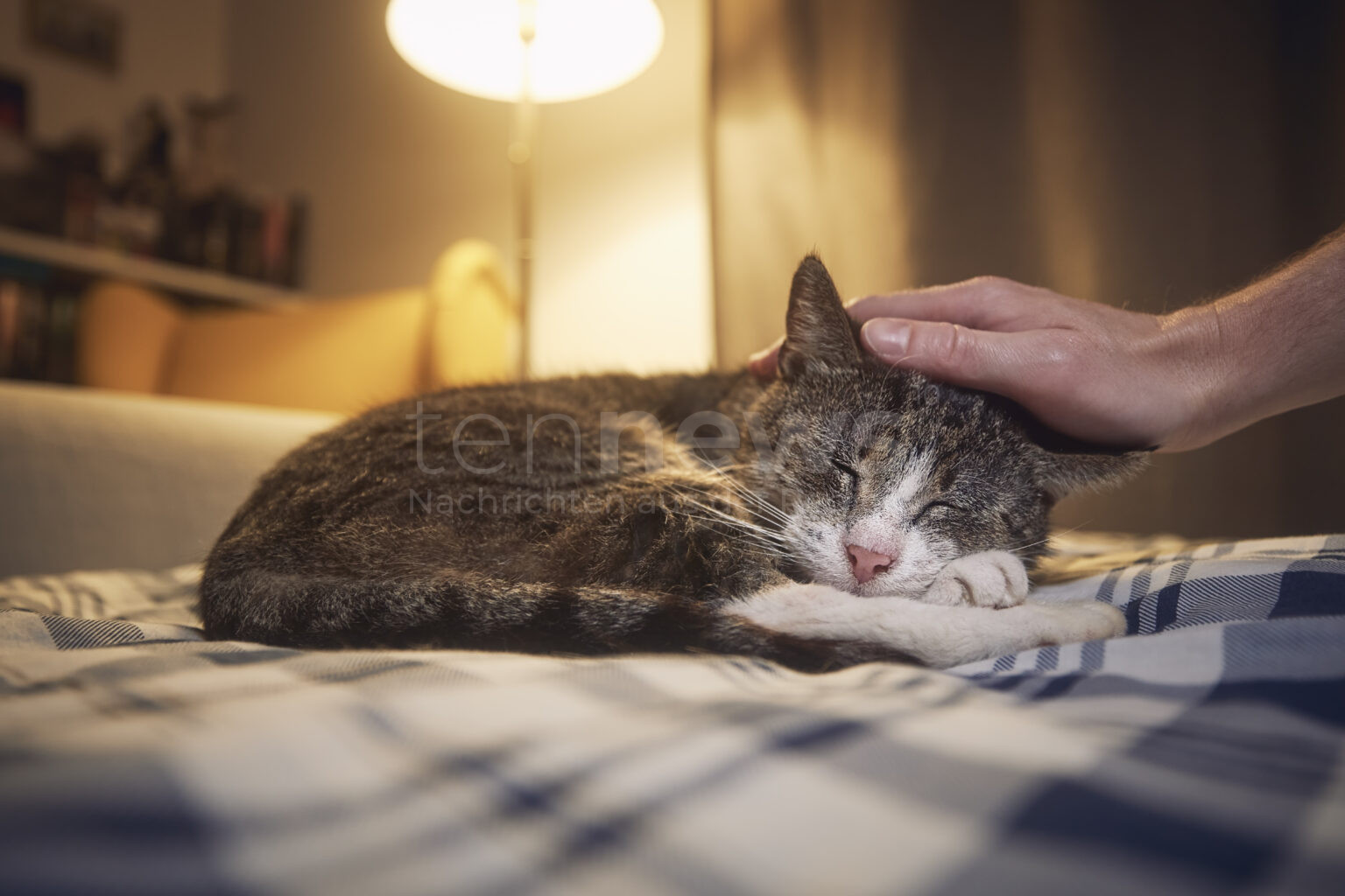 GRABENSTÄTT - 🐱 Vermisste Katze nach zwei Wochen am Mittwoch (16.07.2025) aus leerstehendem Gebäude gerettet! Feuerwehr und Polizei im Einsatz! 🚒
