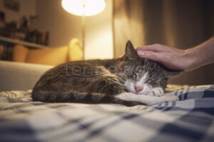 GRABENSTÄTT - 🐱 Vermisste Katze nach zwei Wochen am Mittwoch (16.07.2025) aus leerstehendem Gebäude gerettet! Feuerwehr und Polizei im Einsatz! 🚒