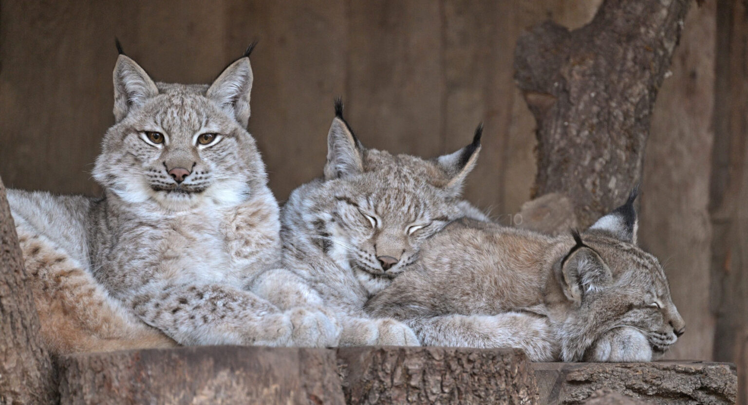 MÜNCHEN – Der Tierpark Hellabrunn stellt auf Karpatenluchse um, um die Auswilderung in Deutschland zu unterstützen.