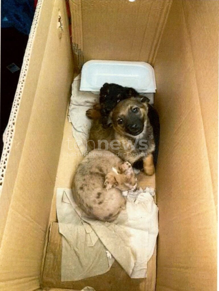 WERNBERG-KÖBLITZ – Zoll entdeckt am Mittwoch (26.03.2025) bei einer Kontrolle drei Hundewelpen ohne Papiere. Verdacht auf Tierschmuggel 🐶🚔