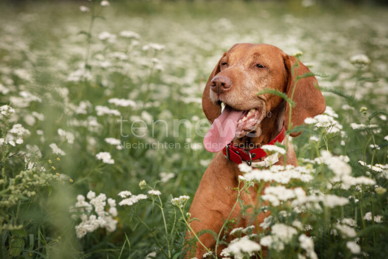 AUGSBURG – Kind am Freitag (28.03.2025) im Park von Hund gebissen. Halter flüchtete mit Begleiterin. Polizei bittet um Hinweise zum Hundebiss in Pfersee. 🐕👧