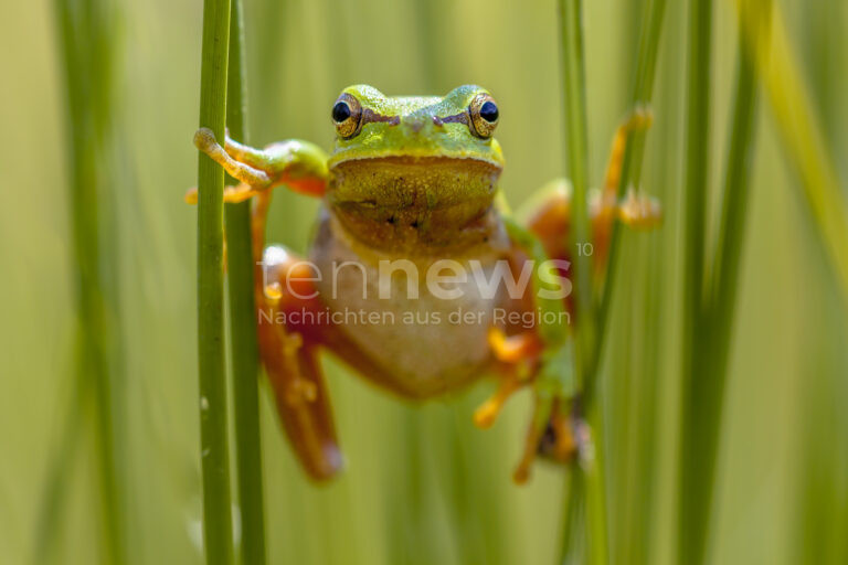 AFFING-MÜHLHAUSEN - Die Westumfahrung Mühlhausen verzögert sich weiter. Wegen des Laubfrosches müssen neue Lebensräume geprüft werden. 🐸🚧