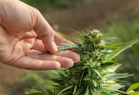 GEISENFELD - 🚔 Kontrolle am Freitag (23.05.2025): Polizei stoppt Fahrer (35) mit Cannabisgeruch – Weiterfahrt untersagt, Blutprobe folgt! 🌿