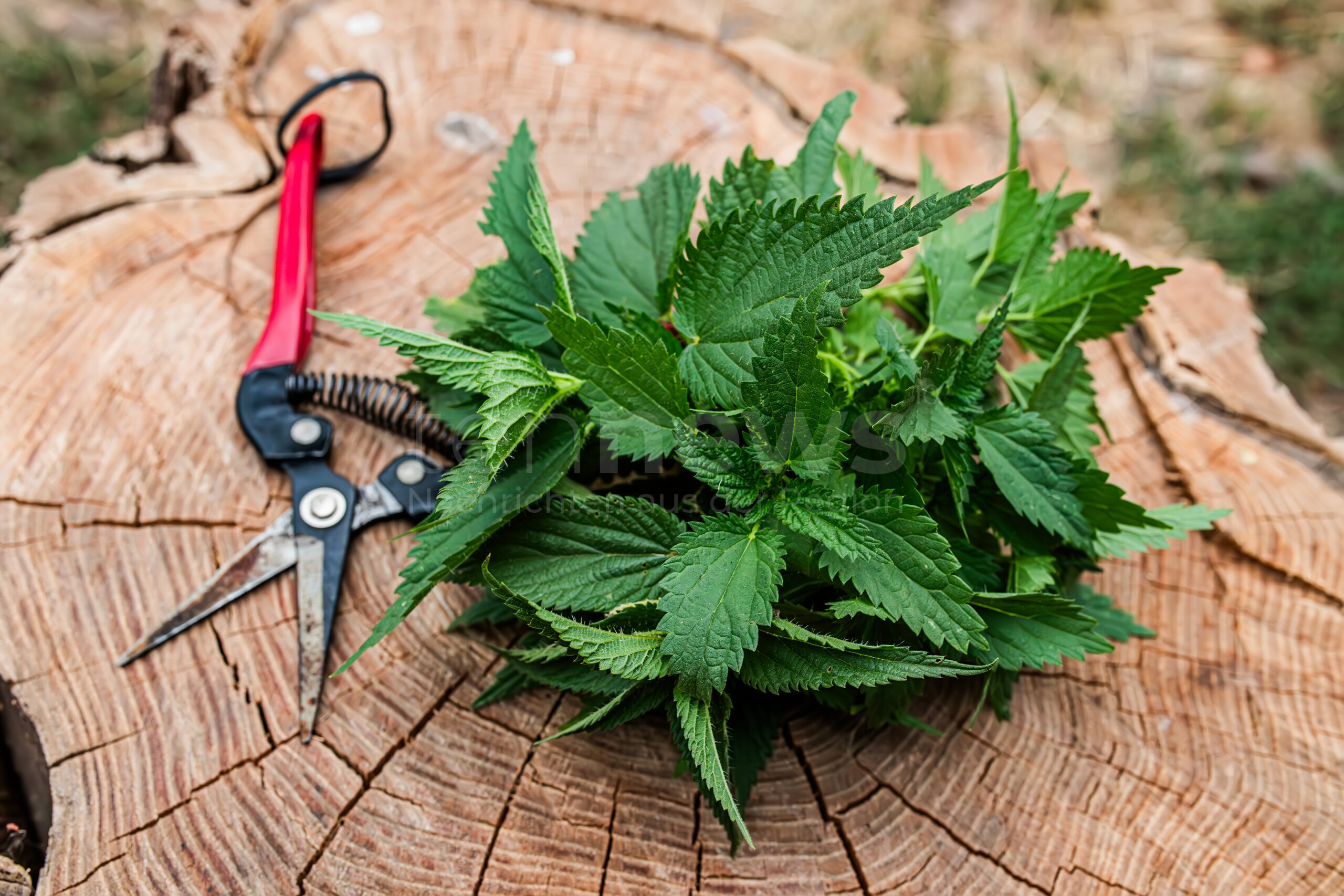 🌿 DEUTSCHLAND – Wildkräuter wie Löwenzahn, Giersch & Brennnessel liefern wertvolle Vitamine. Jetzt beginnt die beste Erntezeit. 🌼