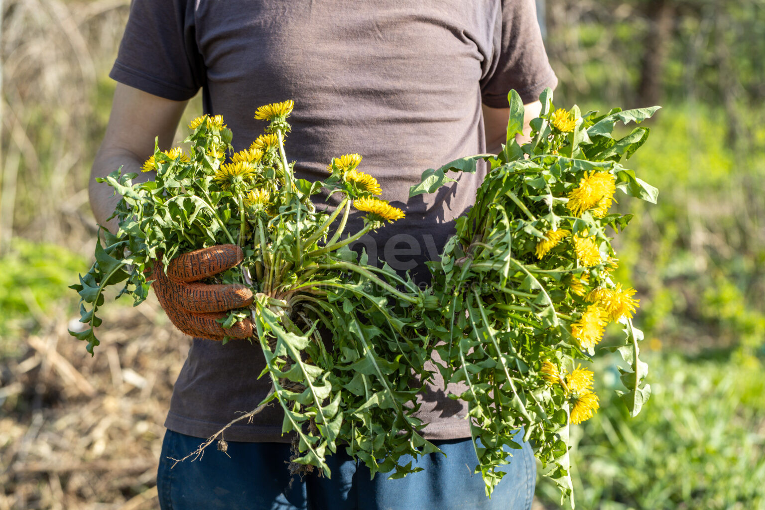🌼 DEUTSCHLAND – Löwenzahn gilt als regionales Superfood. Blätter, Blüten & Wurzel liefern Vitamine und Bitterstoffe. 🌱