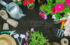 🌱 🌷 Gartenarbeiten im Mai richtig anpacken! Entdecken Sie die fünf wichtigsten Aufgaben, die jetzt erledigt sein müssen – vom Rasen mähen bis zum richtigen Zeitpunkt für die Gemüsepflanzung.