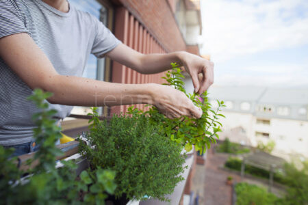 🌿 🌱 Halbschattenkräuter für jeden Balkon! Entdecken Sie robuste Gewürzpflanzen, die auch mit wenig Sonne prächtig gedeihen, und verwandeln Sie Ihren schattigen Balkon in eine duftende Kräuteroase.