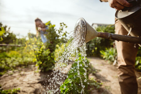 DEUTSCHLAND – Wasser im Garten richtig nutzen:Regentonnen, Teiche & Tröpfchenanlagen helfen beim nachhaltigen Gießen. 🌿🪣