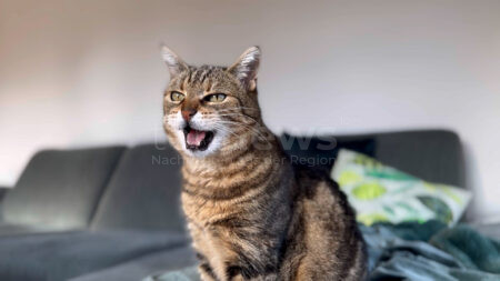 NEUFAHRN - 🐱 Tierquälerei mit Luftgewehr! Unbekannter schießt auf Katze - Diabolo-Geschoss zwischen 27. Mai und 7. Juni 2025 operativ entfernt! 🔫