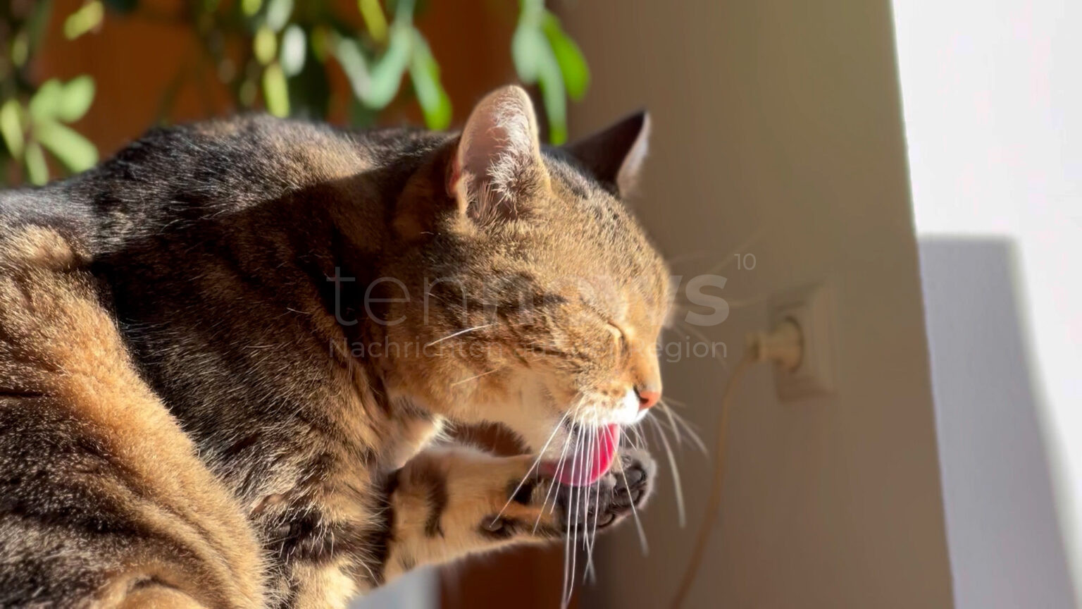 THIERHAUPTEN – 🚨 Unbekannter öffnet in der Nacht zum 27.06.2025 Katzengehege – Gänse schlagen Alarm, Täter flüchtet. 🐾 Polizei ermittelt.