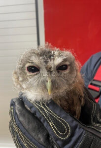 MÜNCHEN – Ein Passant rettete am Freitagabend (11.04.2025) in der Kistlerhofstraße einen kleinen Waldkauz vor Krähen und alarmierte die Feuerwehr 🦉🚒
