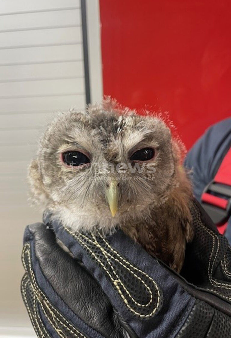 MÜNCHEN – Ein Passant rettete am Freitagabend (11.04.2025) in der Kistlerhofstraße einen kleinen Waldkauz vor Krähen und alarmierte die Feuerwehr 🦉🚒