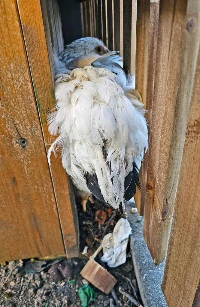 MÜNCHEN – Ein Huhn bleibt am Montag (07.04.2025)in engem Spalt stecken 🐔 Polizei und Feuerwehr retten das Tier – jetzt lebt es im Tierheim.