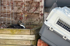 MÜNCHEN – Feuerwehr München rettet am Osterwochenende (19. - 20.04.2025) zahlreiche Tiere 🐝🐦🐤 Geduld war bei einer Entenmama besonders gefragt