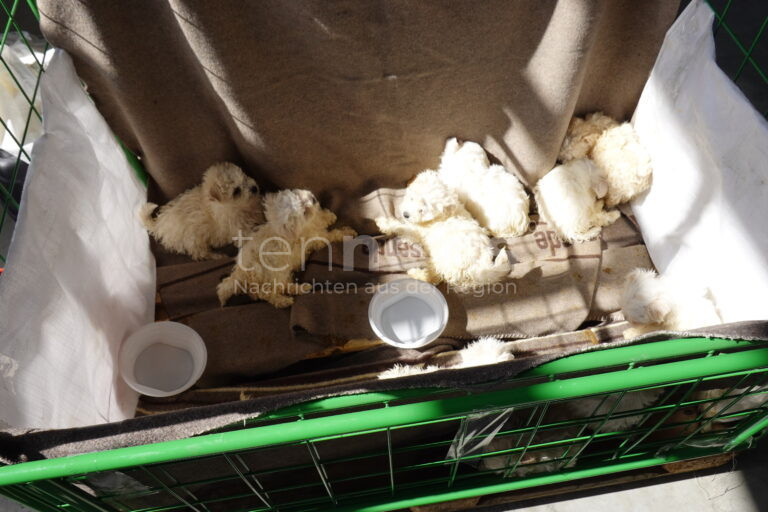 WAIDHAUS – Polizei entdeckt am Donnerstag (03.04.2025) illegalen Welpentransport auf – Tiere teils in einer einfachen Bananenkiste untergebracht! 🐶 Anzeige!