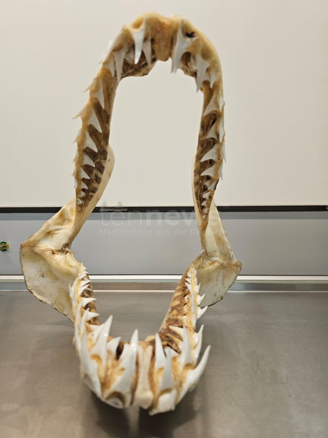 MÜNCHEN – Zoll entdeckt Haifischgebiss im Gepäck 🦈✈️ – geschützte Art aus Südafrika beschlagnahmt. Verstoß gegen Artenschutzgesetze.