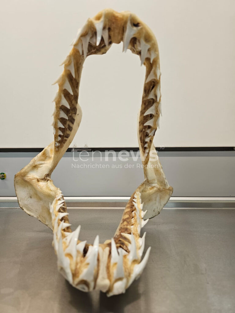 MÜNCHEN – Zoll entdeckt Haifischgebiss im Gepäck 🦈✈ – geschützte Art aus Südafrika beschlagnahmt. Verstoß gegen Artenschutzgesetze.