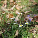 WEGSCHEID – Mittwoch (16.04.2025): Frühlingszauber im Altmühltal – bei 20 Grad blüht Wegscheid auf. Insekten tanzen durch die Sonne. 🌸🐝☀️