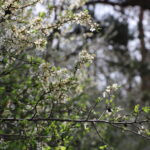 WEGSCHEID – Mittwoch (16.04.2025): Frühlingszauber im Altmühltal – bei 20 Grad blüht Wegscheid auf. Insekten tanzen durch die Sonne. 🌸🐝☀️