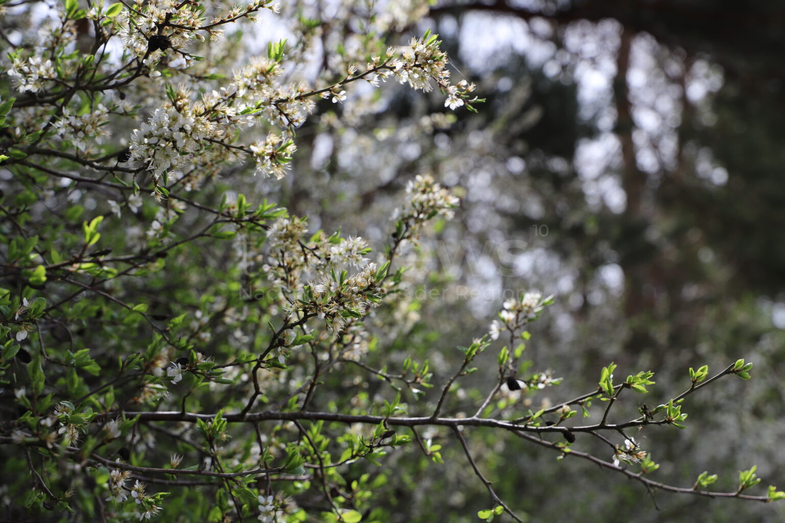 WEGSCHEID – Mittwoch (16.04.2025): Frühlingszauber im Altmühltal – bei 20 Grad blüht Wegscheid auf. Insekten tanzen durch die Sonne. 🌸🐝☀️