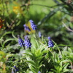 WEGSCHEID – Mittwoch (16.04.2025): Frühlingszauber im Altmühltal – bei 20 Grad blüht Wegscheid auf. Insekten tanzen durch die Sonne. 🌸🐝☀️