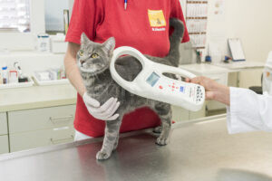BERLIN – Mittwoch (23.04.2025): Katzen droht EU-weit der Schutz zu entgleiten – Tierschutzbund fordert klare Registrierungspflicht 🐱📉