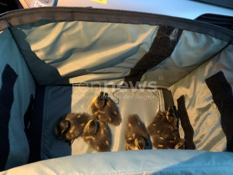 A93 BEI BRANNENBURG – Die Verkehrspolizei Rosenheim rettete am Ostersonntag (20.04.2025) sechs Entenküken auf der A93 🐣 Übergabe an Auffangstation geplant 🚓