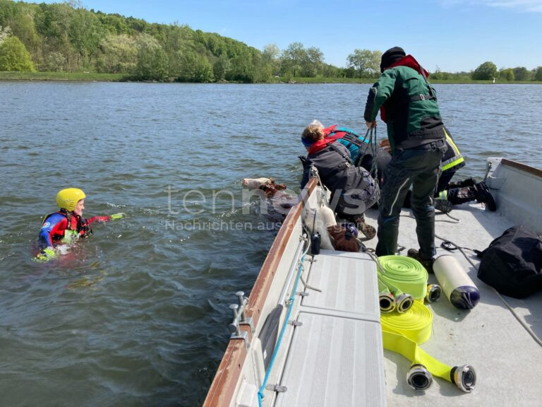 NEUBURG AN DER DONAU – Badeausflug oder doch Notlage? Eine Kuh verirrt sich am Sonntag (27.04.2025) in die Donau. Feuerwehr und Wasserwacht retten das Tier 🐄🚒