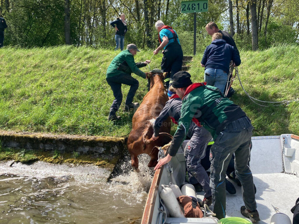 NEUBURG AN DER DONAU – Badeausflug oder doch Notlage? Eine Kuh verirrt sich am Sonntag (27.04.2025) in die Donau. Feuerwehr und Wasserwacht retten das Tier 🐄🚒