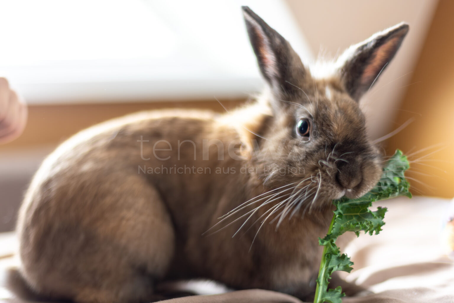 STUTTGART - 🐰 PETA-Expertin Jana Hoger erklärt die drei häufigsten Kaninchenkrankheiten. Erfahren Sie, wie Sie Zahnprobleme, Verdauungsstörungen und Ohrenentzündungen erkennen und behandeln! 🩺