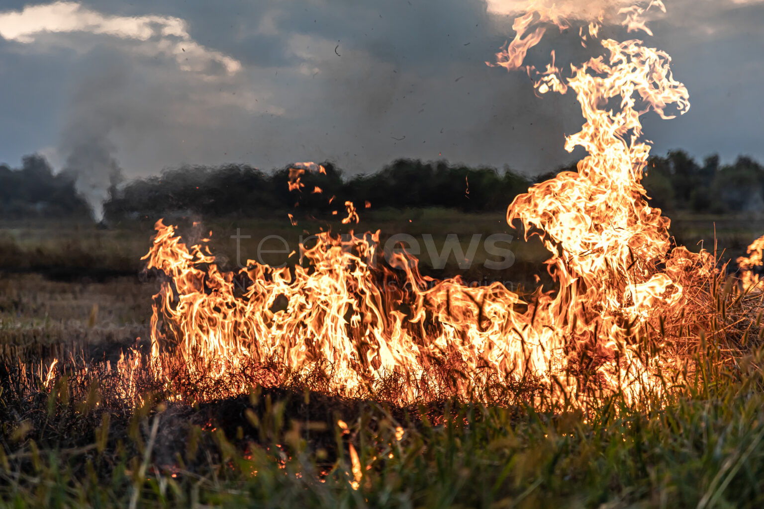 DIETFURT AN DER ALTMÜHL - 🔥 Doppelter Brand am Sonntag (20.07.2025) bei Ernte! Strohpresse steckt Feld an, Mähdrescher fängt Feuer - 76.000 Euro Schaden! 🚒