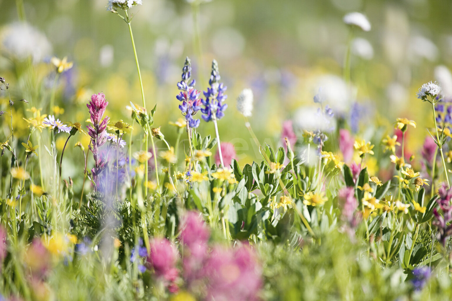 🌸 🌿 Wildblumengarten anlegen leicht gemacht! Entdecken Sie, wie Sie heimische Pflanzen richtig sammeln und pflegen. Mit unseren Profi-Tipps blüht Ihr Wildblumengarten garantiert das ganze Jahr!