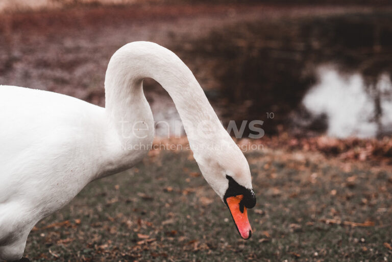 SCHEYERN – Polizei und Tierheim retten verletzten Schwan am Freitag (28.03.2025) im Bereich des Ledererweiher. Nach Behandlung wurde er wieder ausgewildert. 🦢🚓