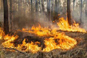 DIESSFURT - 🔥 Waldbrand am Dienstag (02.07.2025) nahe Freizeitsee! Zwei Brandstellen - 120 Feuerwehrleute im Großeinsatz! Ein Feuerwehler verletzt. 🚒