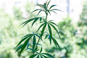 LOHR AM MAIN - 🌿 Cannabis-Anbau am Sonntag (13.07.2025) gegen 15:15 Uhr entdeckt! 40-Jähriger züchtet sechs statt drei erlaubte Pflanzen! 🚨