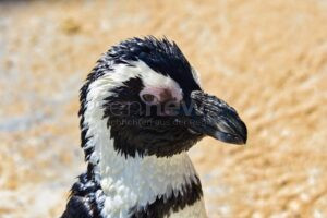 SÜDAFRIKA – Ein Pinguin in einem Karton hat einen Helikopter zum Absturz gebracht. Ursache laut Behörde: fehlende Sicherung. Alle Passagiere unverletzt! 🐧🚁