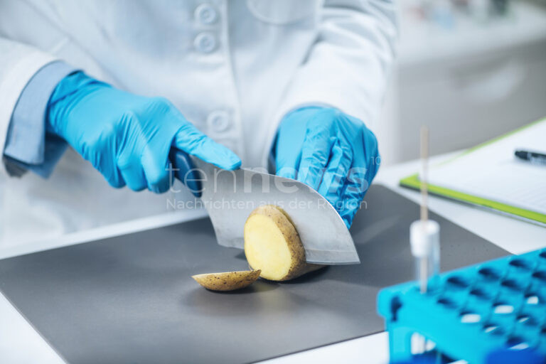MÜNCHEN – Forscher entschlüsseln das Genom der Kartoffeln: Nur zehn Sorten decken 85 % der genetischen Vielfalt ab. Neue Methode soll Züchtung erleichtern. 🥔🔬