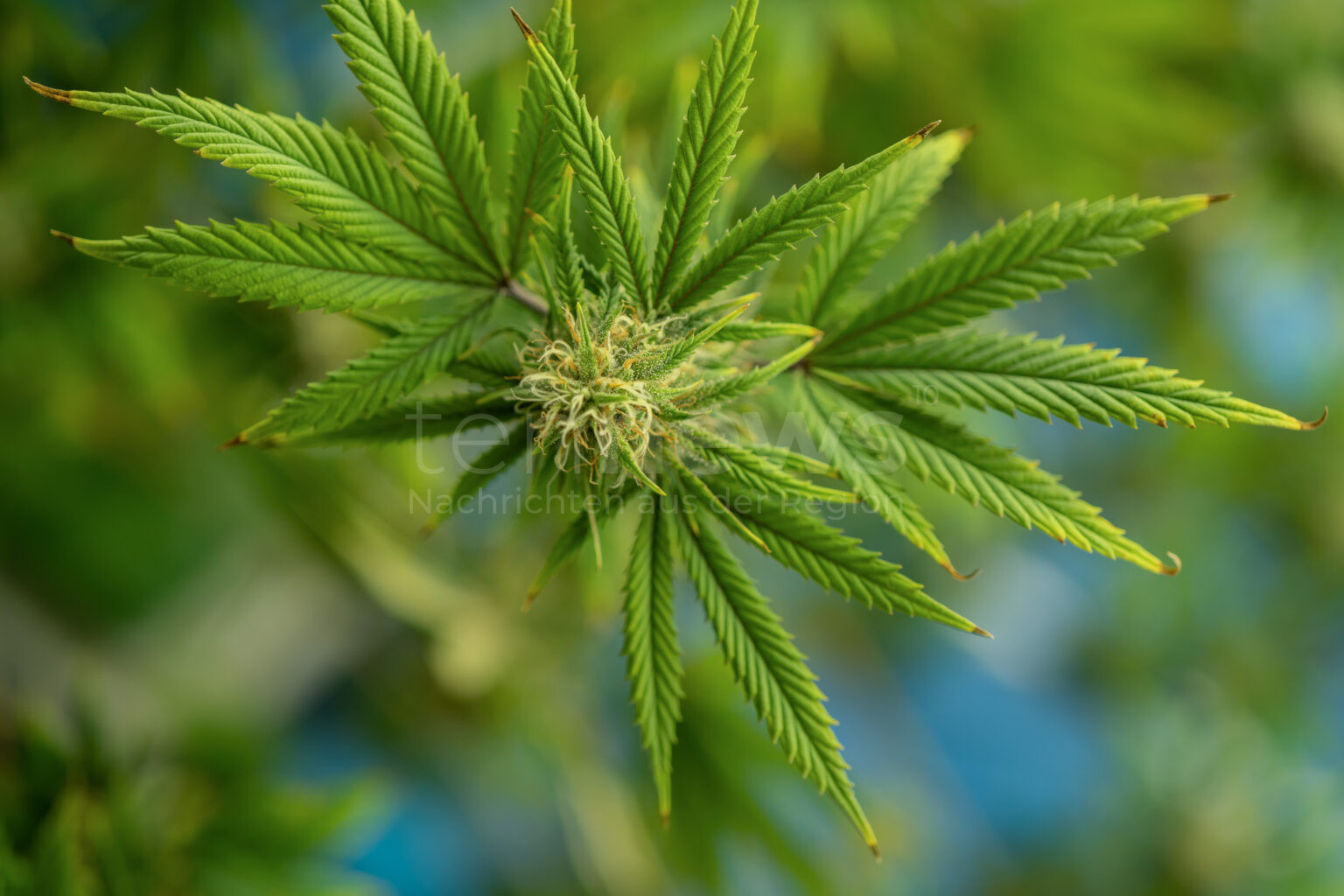 AUGSBURG – 🌱 Ein Radfahrer stand bei einem Zusammenstoß am Dienstag (10.06.2025) unter Cannabis-Einfluss. 60-Jähriger leicht verletzt. 🚴‍♂️