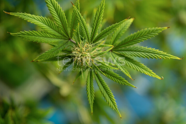 AUGSBURG – 🌱 Ein Radfahrer stand bei einem Zusammenstoß am Dienstag (10.06.2025) unter Cannabis-Einfluss. 60-Jähriger leicht verletzt. 🚴‍♂