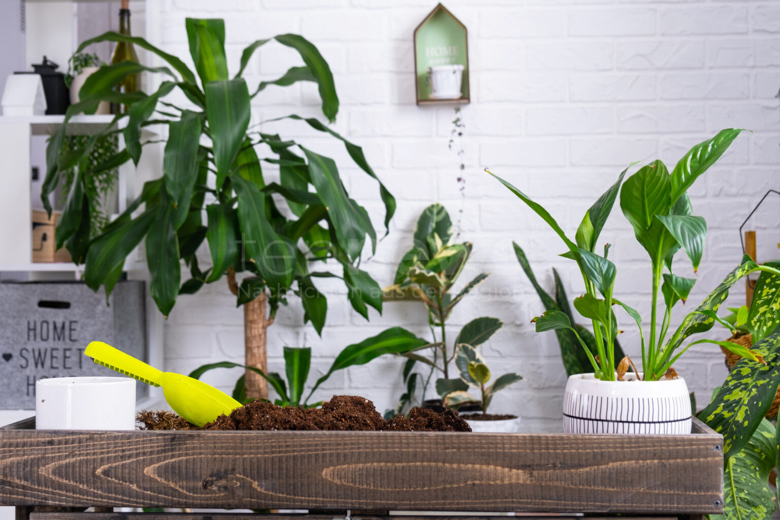 🌿 🏡 Pflegeleichte Zimmerpflanzen bringen Leben in jede Wohnung! Wir stellen die robustesten grünen Mitbewohner vor und geben Tipps, wie selbst Einsteiger Erfolg mit pflegeleichten Zimmerpflanzen haben.