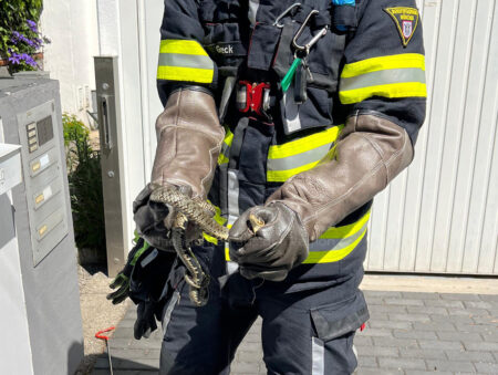 MÜNCHEN - 🐍 Schlangenfund am Freitag (16.05.2025) in der Lerchenau! Feuerwehr fing 70 Zentimeter langes Reptil in Wohngarten ein und brachte es zu einem nahegelegenen See! 🚒